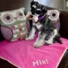 Cerise Stripes