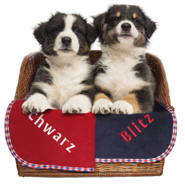 navy and Cherry Red Harlequin